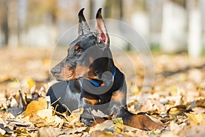 Doberman Pinscher portrait