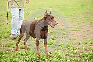 Doberman pinscher portrait