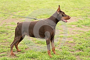 Doberman pinscher portrait