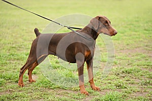 Doberman pinscher portrait