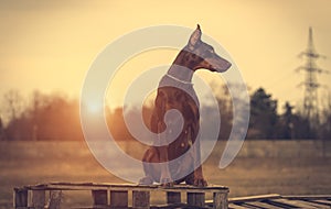 Doberman pinscher poses for the camera