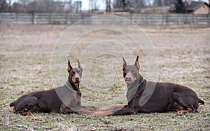 Doberman pinscher poses for the camera