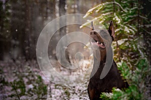 Doberman pinscher poses for the camera. Calm, massive.