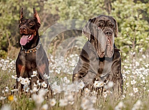 Doberman pinscher poses for the camera from Mastino Napolitano