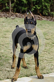 Doberman Pinscher Puppy