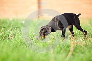 Doberman pinscher puppy