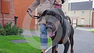 Doberman pinscher puppy dog on a walk in the streets with owner