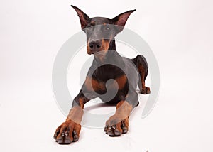 Doberman Pinscher Puppy isolated on White