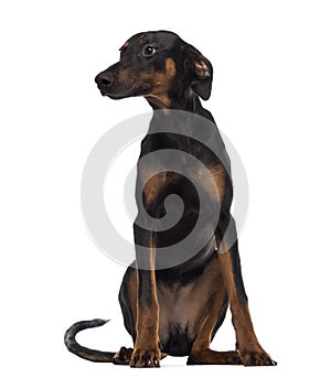 Doberman Pinscher puppy sitting and looking away