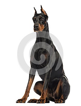 Doberman Pinscher sitting, isolated