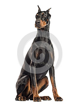 Doberman Pinscher sitting, looking away, isolated