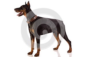 Doberman pinscher sitting on white background