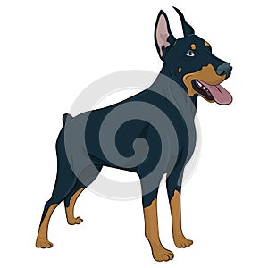 Doberman Pinscher standing isolated on white background.