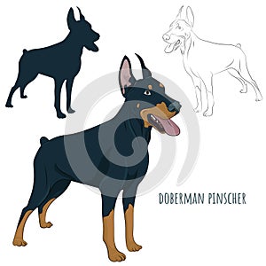 Doberman Pinscher standing isolated on white background. Silhoue