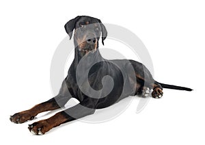 Doberman pinscher in studio