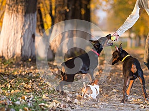 Doberman Pinscher in training