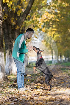 Doberman Pinscher in training