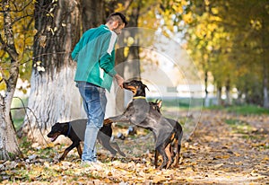 Doberman Pinscher in training