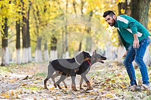 Doberman Pinscher in training