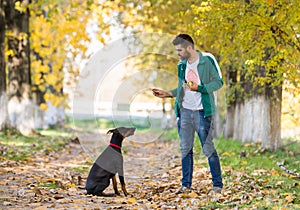 Doberman Pinscher in training