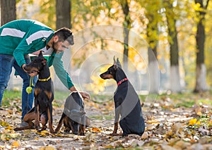 Doberman Pinscher in training