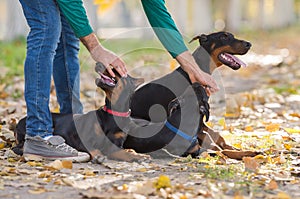 Doberman Pinscher in training