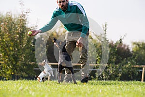Doberman Pinscher in training