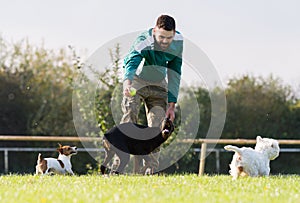 Doberman Pinscher in training