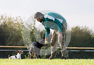 Doberman Pinscher in training