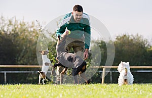 Doberman Pinscher in training