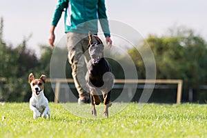 Doberman Pinscher in training