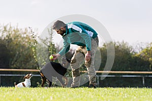 Doberman Pinscher in training