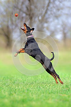 Doberman play ball in park