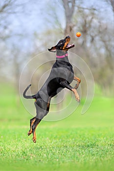 Doberman play ball in park