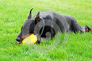 Doberman playing with ball