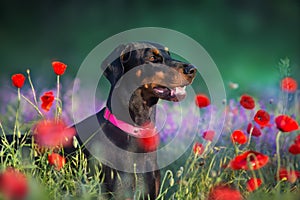 Doberman in poppy flowers