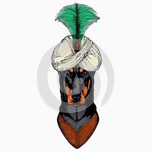 Doberman portrait in a captain cap with sunglasses. Animal and wizard hat. Sorcerer and magican