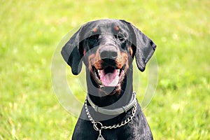 Doberman portrait of a head in background green grass