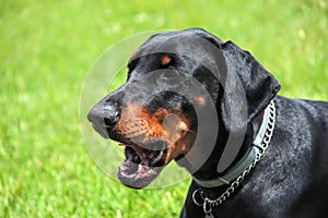 Doberman portrait of a head in background green grass