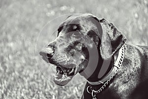 Doberman portrait of a head in background green grass