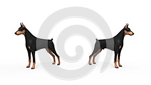 Doberman Protection