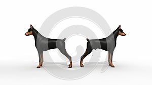 Doberman Protection photo