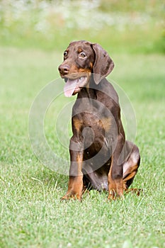 Doberman puppy