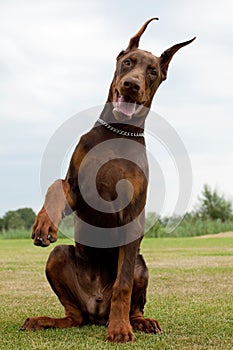 Doberman puppy