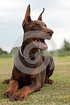 Doberman puppy