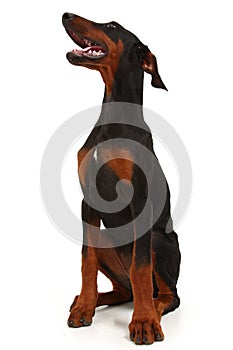 Doberman Puppy