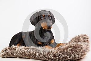 Doberman puppy