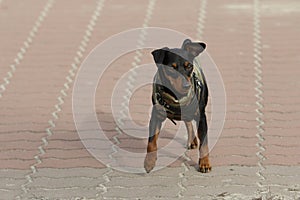 Doberman Puppy In Clothes