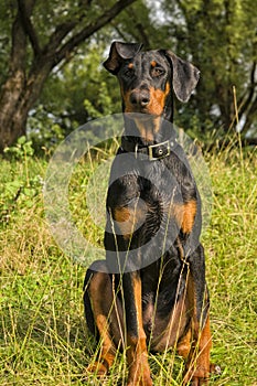 Doberman puppy dog on a background of green bushes