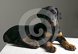 Doberman puppy dog three months old is lying on the table